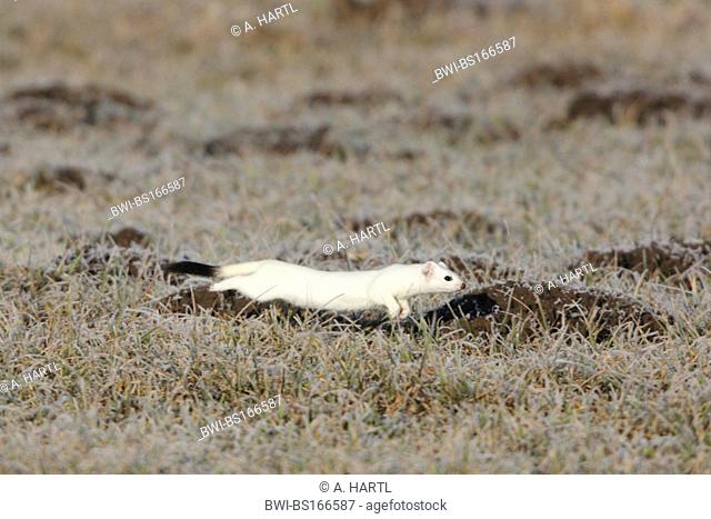 ermine, stoat (Mustela erminea), running over a meadow with hoar frost, Germany, Bavaria