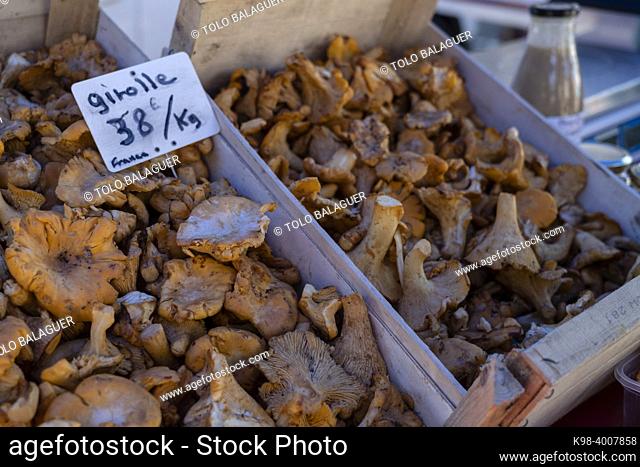 Girolle mushrooms, Foix, department of Ariège, Occitanie, Pyrenean mountain range, France
