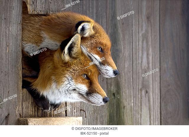 Two Red Foxes (Vulpes vulpes), looking out of their house