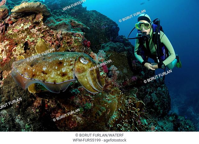Scuba Diver and Pharao Reef Cuttlefish, Sepia pharaonis, Richelieu Rock, Surin Islands, Thailand