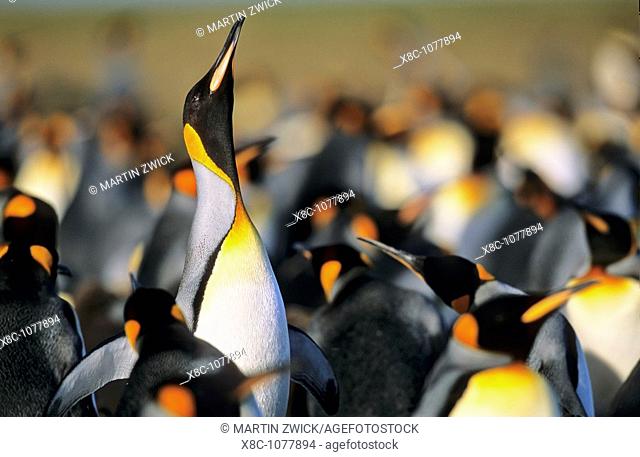 King Penguin Aptenodytes patagonica trumpeting in the colony at Volunteer Point on the Falkland Islands  The trumpeting is used to find