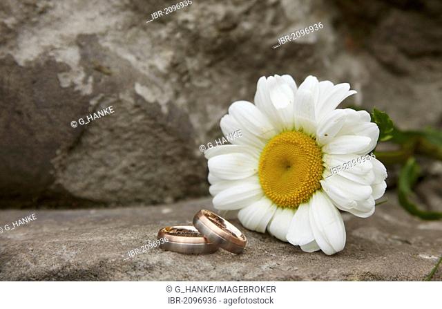 Wedding, wedding rings, marguerite flower, still life