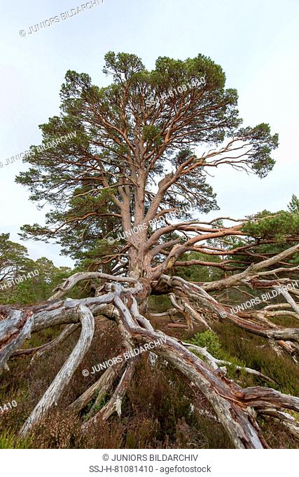 Old Scots Pine (Pinus sylvestris) shwing its roots Cairngorms National Park, Scotland, Great Britain