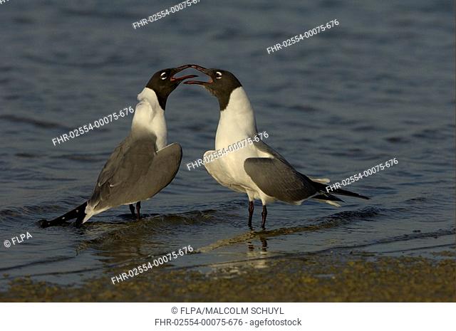 Laughing Gull Larus atricilla adult pair, in courtship display, Florida, U S A