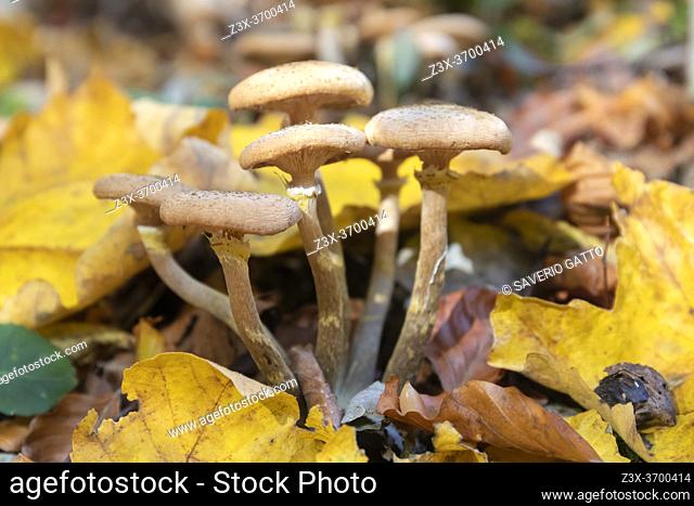 Honey Fungus (Armillaria mellea), mushrooms among autumn leaves, Campania, Italy