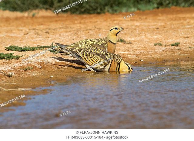 Pin-tailed Sandgrouse Pterocles alchata adult pair, drinking at pool, Aragon, Spain, july