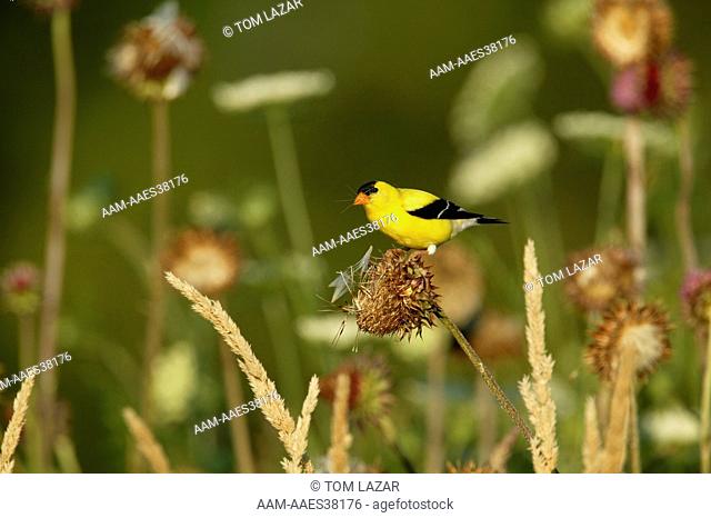 American Goldfinch (Carduelis tristis) Summer - Prairie / Meadow - Adult male in breeding plumage perched on Canada Thistle (Cirsium arvense) (alien) pulling...