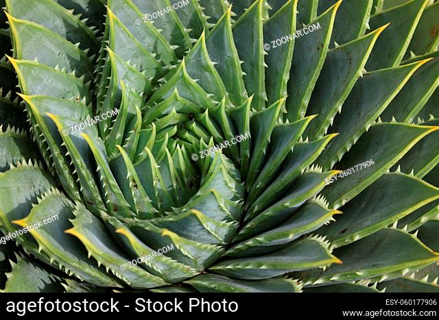 The beauty of nature demonstrated by the natural swirl of an aloe vera plant. High quality photo showing the natural geometry of the spiral