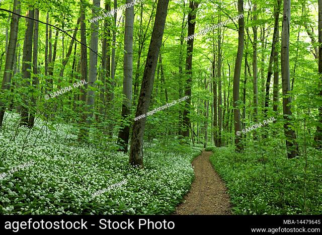 Path through spring green forest, wild garlic blossom, Hainich National Park, UNESCO World Natural Heritage Site Ancient Beech Forests, Germany, Thuringia
