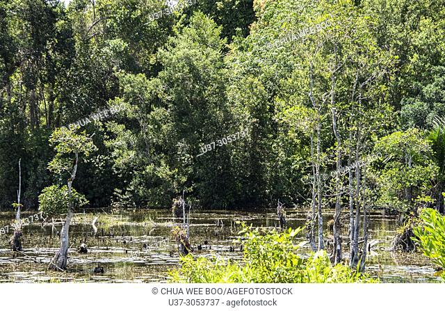 Pond at Kuching-Lundu roadside, Sarawak, Malaysia