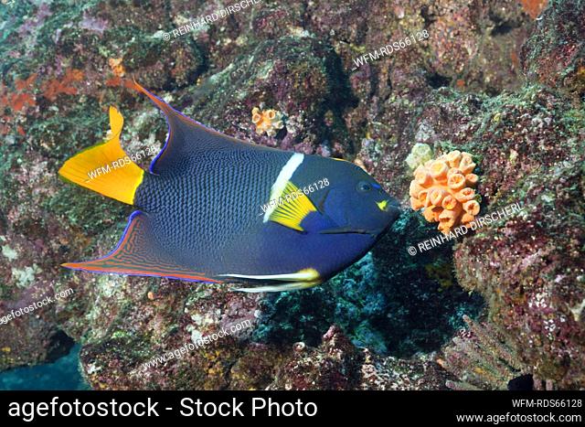 King Angelfish, Holacanthus passer, Cabo Marshall, Isabela Island, Galapagos, Ecuador