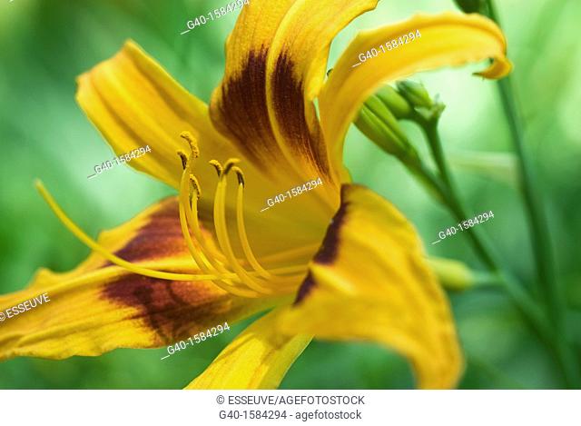 Day-lily (Hemerocallis dumortieri)