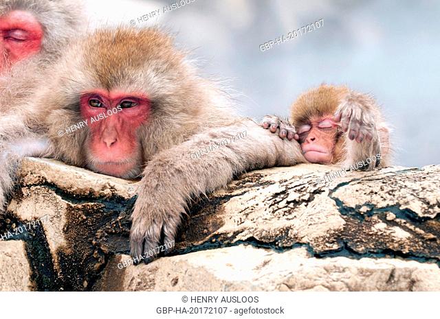 Japanese macaque or snow japanese monkey (Macaca fuscata) baby, Japan