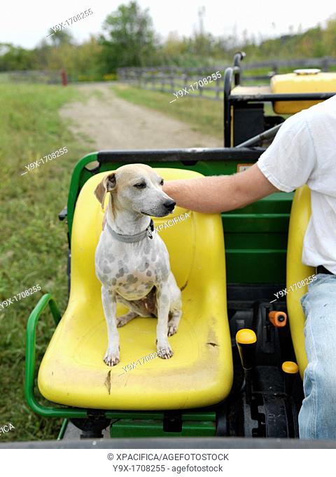 A farmer's dog claims his seat on a farm tractor on a organic farm in Upstate New York