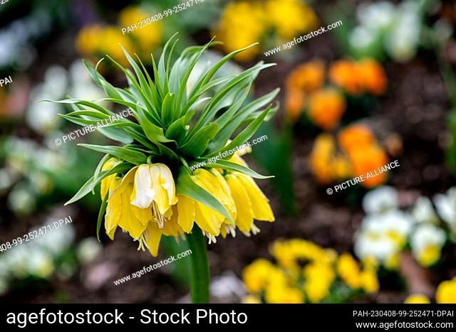 08 April 2023, Lower Saxony, Bad Zwischenahn: Numerous spring bloomers, including crown imperial (front) and horned violets