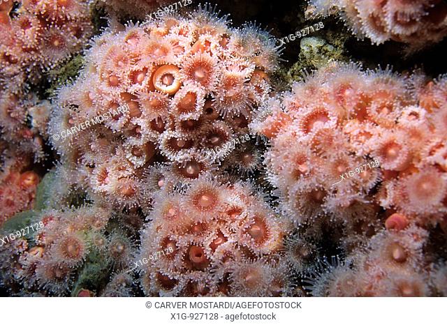 Colony of Strawberry anemone or club-tipped anemone Corynactis californica on artificial reef, California, USA