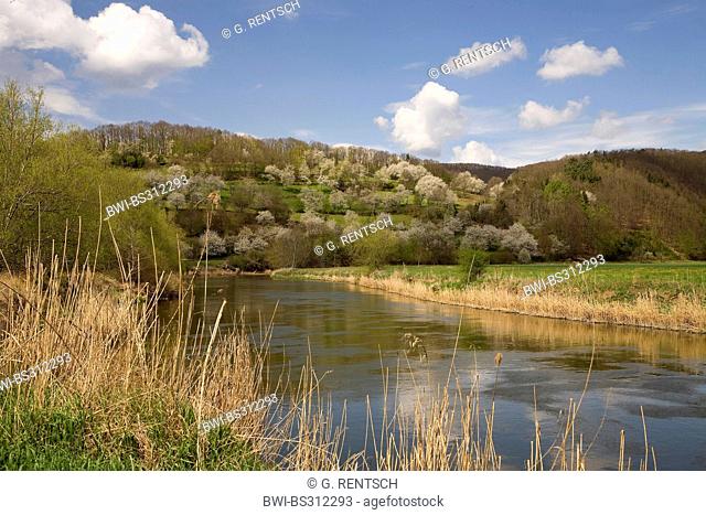 cherry blossom in the valley of river Werra, Germany, Hesse