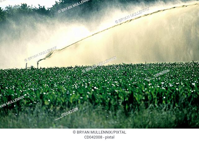 Corn fields, irrigation