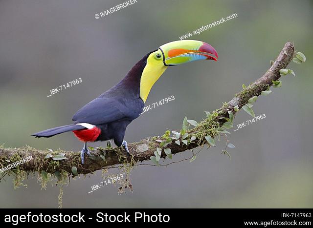 Fishing toucan also called Keel billed Toucan (Ramphastos sulfuratus) on overgrown branch, Boca Topada, Costa Rica, Central America