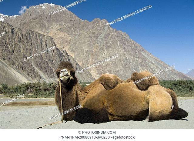 Bactrian camel sitting in a desert, Hunder, Nubra Valley, Ladakh, Jammu and Kashmir, India