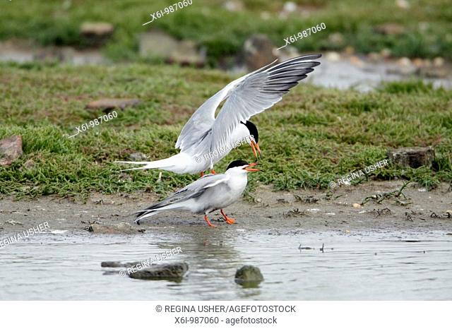 Common Tern Sterna hirundo, pair mating, Texel, Holland