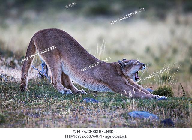 Puma (Puma concolor puma) adult, yawning and stretching, Torres del Paine N.P., Southern Patagonia, Chile, March