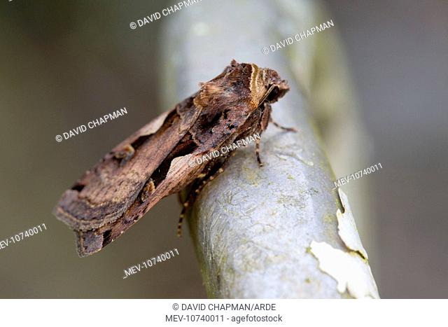 Setaceous Hebrew Character Moth (Xestia c-nigrum)