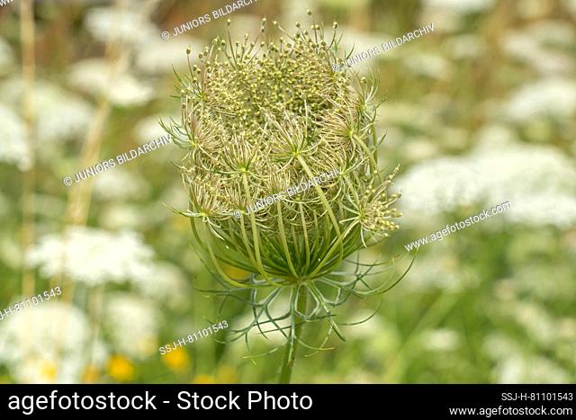 Wild Carrot (Daucus carota subsp. carota). Fruit cluster containing oval fruits with hooked spines. Germany