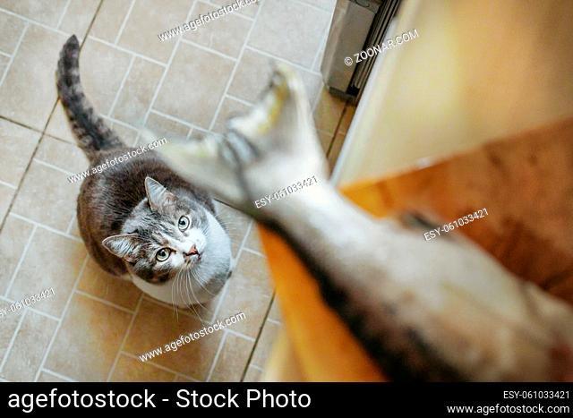 A hungry cat obediently waits for food and looks at the fish's tail on the cutting Board. Look from the bottom up. A pet waiting for a treat in the kitchen