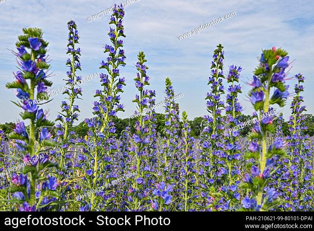 21 June 2021, Brandenburg, Dubrow: The common viper's bugloss (Echium vulgare) blooms in large numbers in a meadow. The plant species from the genus of viper's...