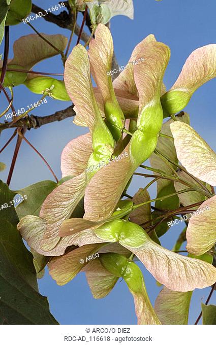 Norway Maple 'Schwedlevi' seeds Acer platanoides