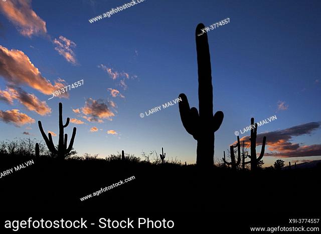 Dusk with silhouetted saguaro cacti in Saguaro National Park