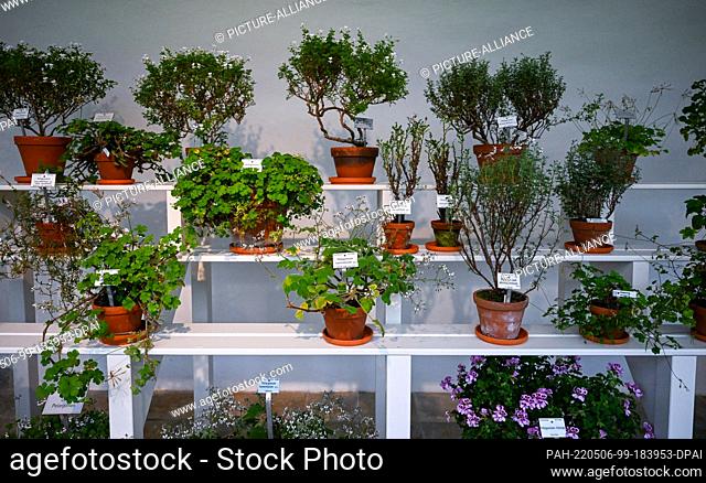 06 May 2022, Bavaria, Munich: Different types of pelargoniums are on display in the exhibition ""Fascination Pelargoniums. Shapes. Colors. Scents