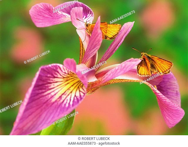 Skipper Butterflies on Blue Flag Iris (Hesperiidae & Iris versicolor), Summer, Adirondacks, NY