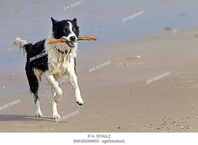 Border Collie (Canis lupus f. familiaris), running with a wood stick in the mouth on sandy beach, Denmark, Jutland, Jylland