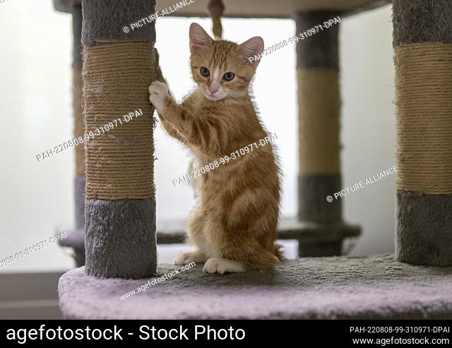 05 August 2022, Berlin: A young cat sits by a scratching post in her enclosure at the Mother and Child Cat Shelter in Berlin