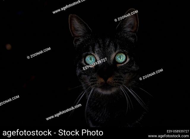 A cat with big green eyes in the dark