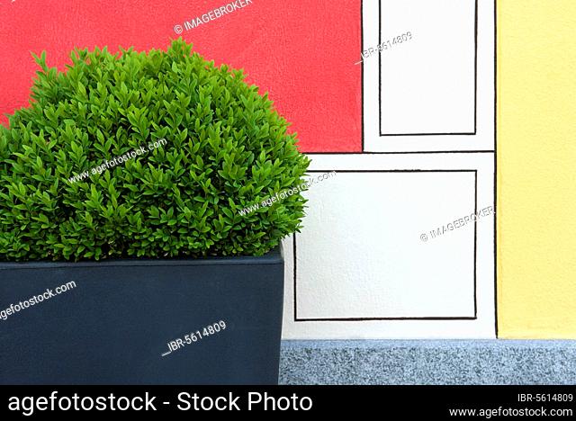 Buxus common box (Buxus sempervirens) -shrub in container, next to painted wall in garden, Locarno, Ticino, Switzerland, Europe