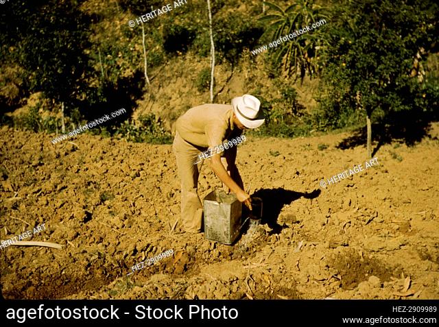 FSA borrower and member of Yauco tomato cooperative.., vicinity of Yauco, Puerto Rico, 1942. Creator: Jack Delano