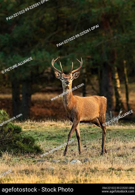 16 October 2022, Brandenburg, Trebbin: 16.10.2022, Trebbin. A young red deer (Cervus elaphus) stands in the game reserve Glauer Tal