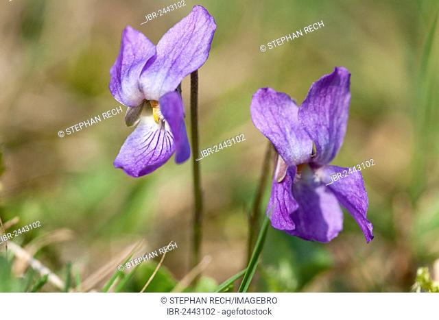 Sweet Violet or English Violet (Viola odorata), Hesse, Germany, Europe
