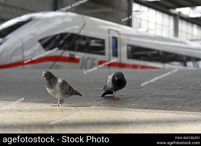 Strike on Friday, April 21, 2023 at the main train station in Munich: EVG paralyzes rail traffic for several hours. Pigeons on an empty platform in front of an...