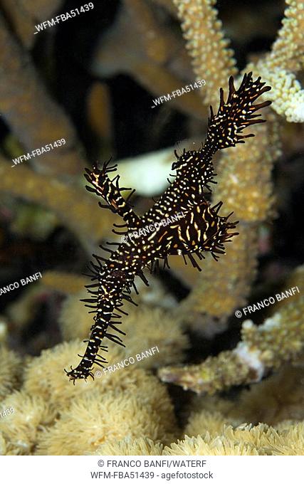 ornate ghost pipefish camouflated in crinoid's arms, Solenostomus paradoxus, Maolboal, Cebu, Philippines
