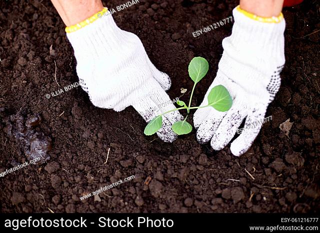 Woman's hands in gloves planting a cabbage seedling in ground, working on farm, Work in the garden in spring, home gardering, eco