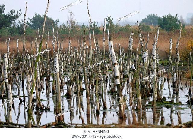 dead birches in bog, Germany