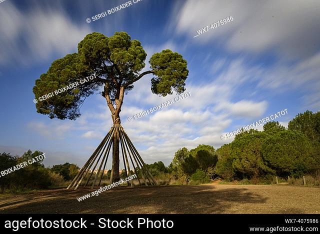 Pine d'en Xandri, a monumental tree in the Collserola mountain near Sant Cugat del Vallès (Barcelona, Catalonia, Spain)