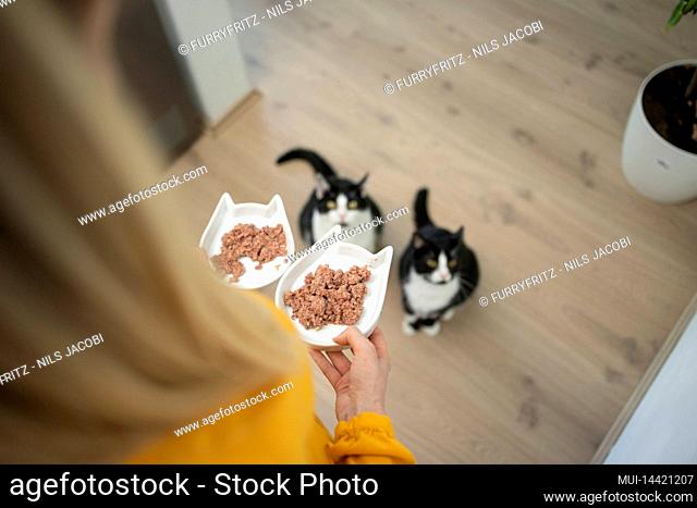 high angle view of pet owner holding two food bowls with wet food. Two hungry cats are sitting on the floor waiting looking up