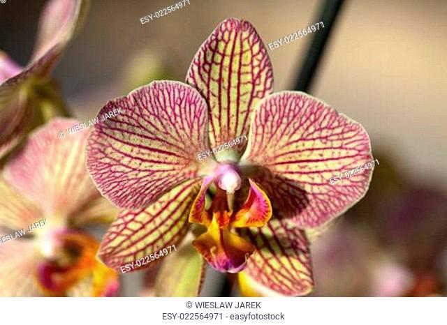 Freaky orchid pink and yellow