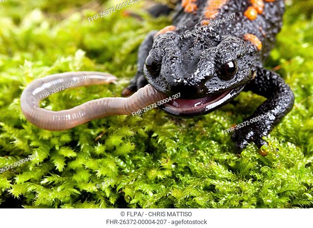 Kweichow Crocodile Newt Tylototriton kweichowensi adult, close-up of head, feeding on earthworm captive