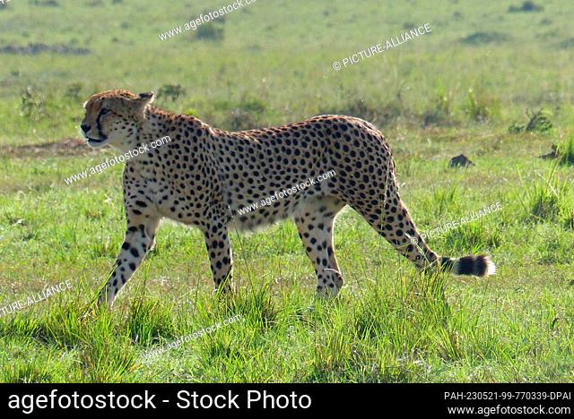 06 March 2023, Kenya, Masai Mara: Male cheetah Photo: David Renke/dpa. - Masai Mara/Masai Mara/Kenya